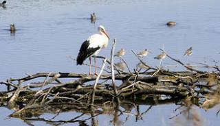 Réserve ornithologique du Teich