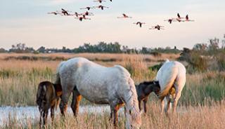 Vélo ou cheval de Camargue